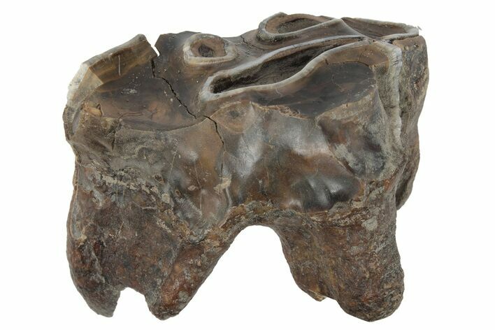 Fossil Woolly Rhino (Coelodonta) Tooth - Siberia #231040